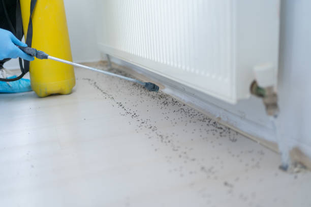 Best Flea Control Services  in Silver Summit, UT